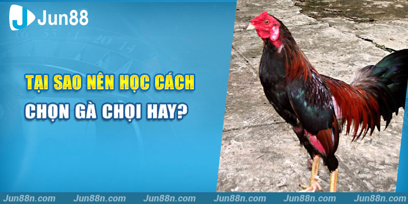 Tại sao nên học cách chọn gà chọi hay?